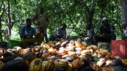 Des planteurs de cacao récoltent des fèves, près du village de Bringakro (Côte d'Ivoire), en novembre 2022. (SIA KAMBOU / AFP)