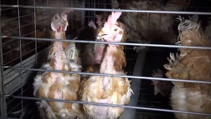 Capture d'&eacute;cran d'une vid&eacute;o montrant des poules d&eacute;plum&eacute;es dans un &eacute;levage de l'Ain. Elle a &eacute;t&eacute; diffus&eacute;e le 25 mai 2016 par l'association L214 (L214 / YOUTUBE)