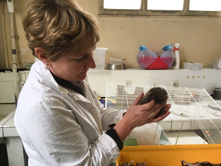 Sara Stahl, bénévole au Centre d'accueil de la faune sauvage de Maisons-Alfort (Val-de-Marne), ausculte un jeune hérisson, le 15 novembre 2017. (MARIE-VIOLETTE BERNARD / FRANCEINFO)