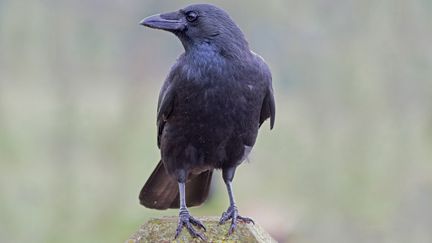 Des chercheurs en IA, travaillent à la cartographie des répertoires vocaux de la corneille noire, abondante en Europe. Elle a attiré l'attention par son comportement social inhabituellement malléable, les groupes de certaines populations se reproduisant en coopération. (Source : ESP, Projet Espèces terrestres) (SUSAN WALKER / MOMENT RF / GETTY IMAGES)