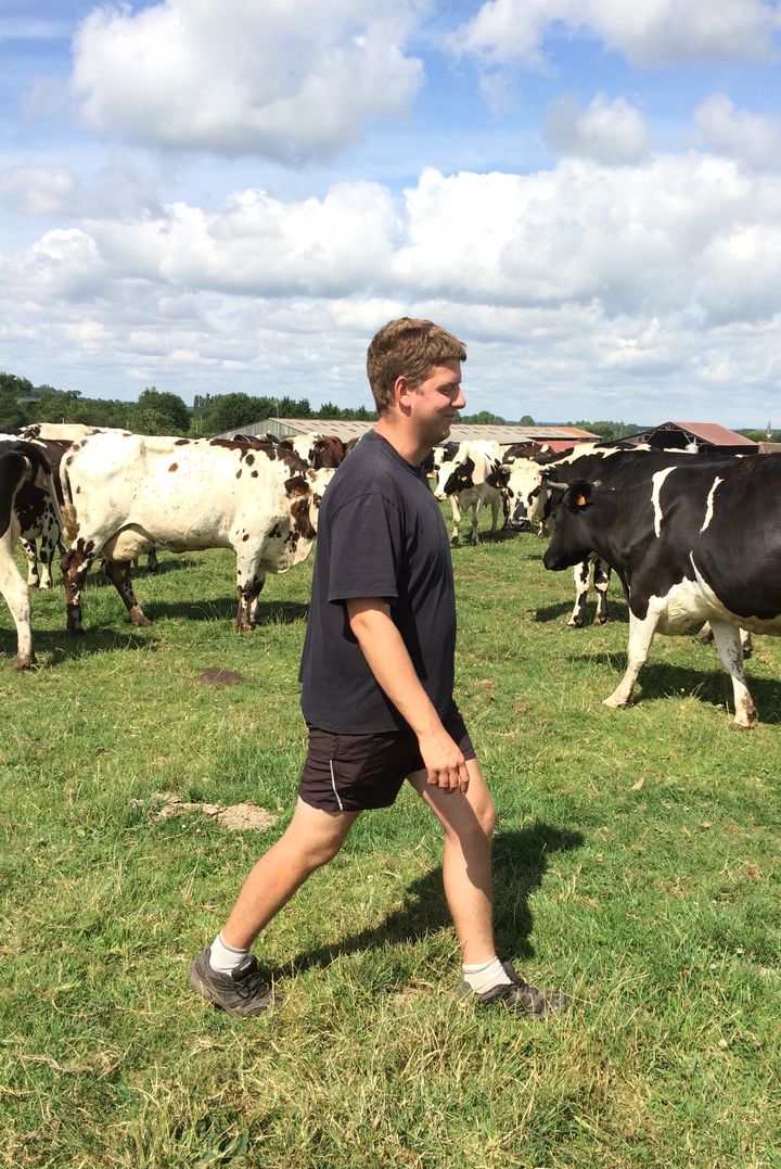 Florent Verger conduit les vaches &agrave; la prairie, &agrave; Monteille (Calvados), le 23 juillet 2015. (MARIE-VIOLETTE BERNARD / FRANCETV INFO)