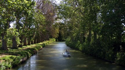  (Le canal du Midi doit son charme à ses platanes centenaires et leurs voûtes au-dessus de l'eau. © MaxPPP)