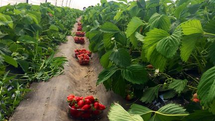 &nbsp; (Culture de fraises © Laurent Mariotte / RF)