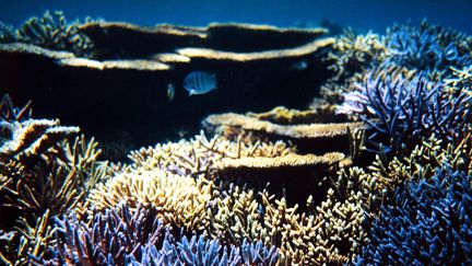 Le récif corralien&nbsp;du lagon de la Nouvelle-Calédonie, le 11 mars 2002. (MARC LE CHELARD / AFP)