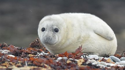 Naissance d'un bébé phoque observée pour la première fois sur l'île de Sein