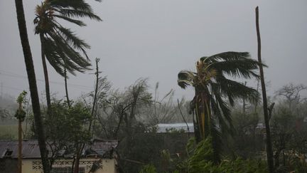 L'ouragan Matthew a&nbsp;dévasté des arbres sur son passage aux Cayes (Haïti), le 4 octobre 2016. (ANDRES MARTINEZ CASARES / REUTERS)