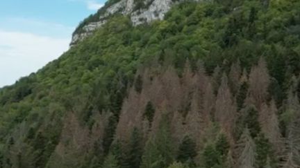 Canicule : les forêts en manque crucial d'eau