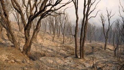 Un incendie a ravagé la plaine du Peri, dans le sud de la Corse en 2009. (STEPHAN AGOSTINI)