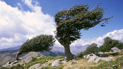 Des arbres déformés par le vent, le 11 février 2008 au Col de Saint-Pierre (Corse). (CHRISTIAN SNCHAL / PHOTONONSTOP / AFP)