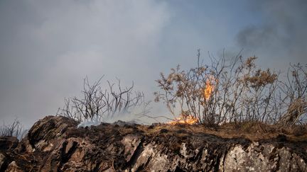 Le feu près de Campénéac (Morbihan) a déjà ravagé près de 250 hectares de forêt. (FRED TANNEAU / AFP)