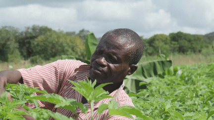 Mozambique: le charbon menace la plus grande réserve du pays (France 24)