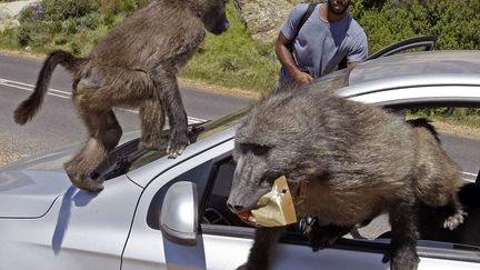 Des babouins prennent d'assault une voiture de touristes au Cap (Afrique du Sud), le 24 octobre 2012. (SCHALK VAN ZUYDAM / AP / SIPA)