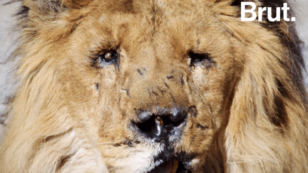 Il est devenu le symbole des souffrances de la ville de Kaboul. Retour sur la vie de Marjan, le dernier lion d’Afghanistan.