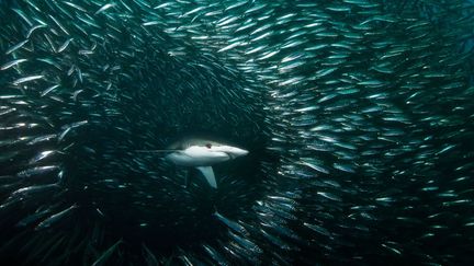 Un banc de sardines tente d'&eacute;chapper &agrave; un requin au large des c&ocirc;tes d'Afrique du Sud, juillet 2013. (SOLENT NEWS / SIPA)