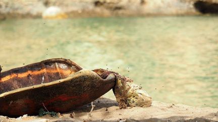 Tortue braconnée sur une plage de Mayotte (ASSOCIATION OULANGA NA NYAMBA)