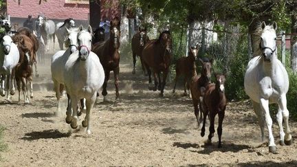 Des juments et leurs poulains dans les allées du haras de chaouchaoua. (RYAD KRAMDI / AFP)