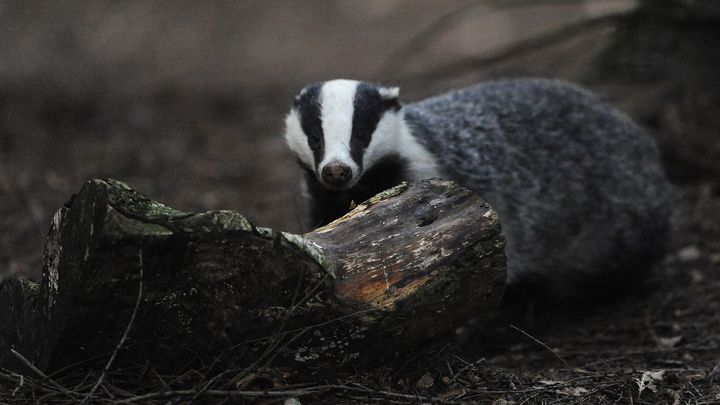 Un blaireau se prom&egrave;ne dans une for&ecirc;t anglaise, en juillet 2011. (NIGEL RODDIS / REUTERS)