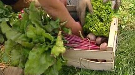 paniers de légumes bio (© france 3)