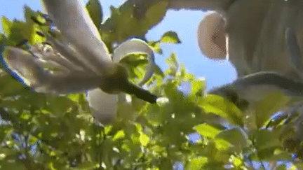 La fleur d'orangeR, symbole de l'été et trésor des Alpes-Maritimes