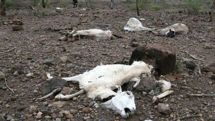 Une photo prise en avril 2016 dons la région de Somali, montre l'ampleur de la sécheresse. La situation reste toujours aussi tendue. (VINCENT DEFAIT / AFP)