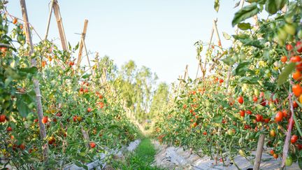 Plants de tomates (SAWITREE PAMEE / EYEEM / GETTY IMAGES)