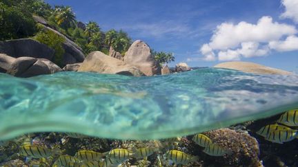 Sur et sous l'eau aux Seychelles. (Gilles LANSARD / Photononstop / AFP)