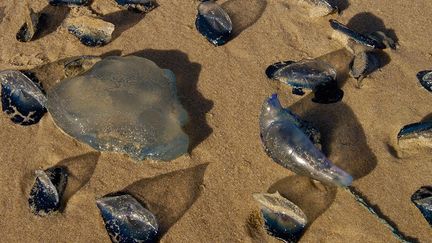 Selon d’autres experts, il est difficile pour l’instant de faire un lien direct entre le  réchauffement climatique et la prolifération des méduses. Par contre, il est indéniable que l’arrivée de certaines espèces vivant habituellement dans des eaux tropicales vers d’autres mers est liée à l’évolution du climat. (Biosphoto / Minden Pictures / Pete Oxford)