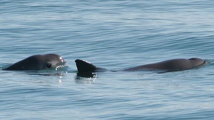 Le marsoin du golfe de Californie est un un mamifère marin en voie de disparition. (CC BY PAULA OLSON, NOAA)