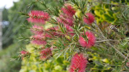 Le rince-bouteille (Callistemon).&nbsp; (ISABELLE MORAND / RADIO FRANCE / FRANCE INFO)