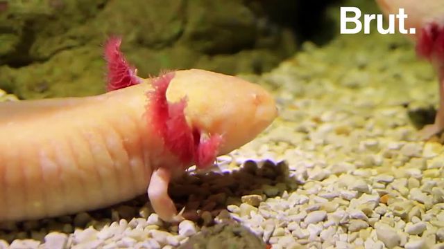 Tout savoir sur l'Axolotl