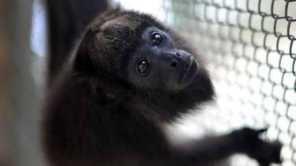 Un capucin dans un centre d'accueil d'animaux victimes de trafic, &agrave; Rio de Janeiro (Br&eacute;sil), le 17 avril 2012. (CHRISTOPHE SIMON / AFP)