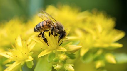 Les pesticides de la famille des néonicotinoïdes sont en passe d'être interdits en France. (&copy;Fotolia)