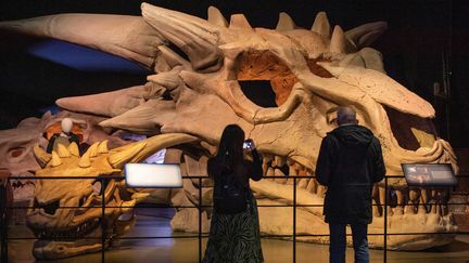 Des personnes prennent des photos de crânes de dragon factices&nbsp;au&nbsp;studio de "Game of Thrones" à Banbridge, en Irlande du Nord, le 2 février 2022. (PAUL FAITH / AFP)