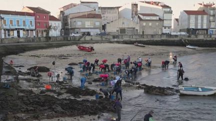 Changement climatique : la pêche de coquillages menacée en Galice (Franceinfo)