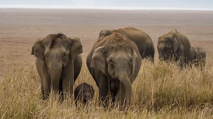 Elephants in Jim Corbett National Park in India, April 26, 2024. (CORDIER SYLVAIN / HEMIS.FR / AFP)