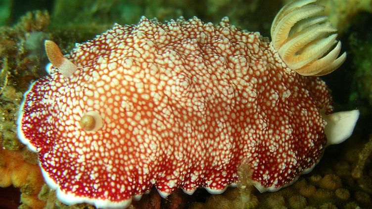 La Limace De Mer A Un Pénis Jetable Révèle Une étude