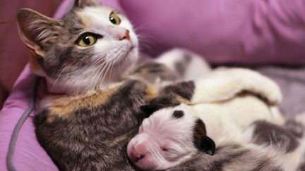 Un b&eacute;b&eacute; pitbull&nbsp;orphelin est adopt&eacute; par une chatte d&eacute;j&agrave; m&egrave;re de quatre chatons &agrave; Cleveland (Ohio), le 19 juin 2013. (AP / SIPA)