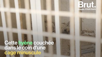 VIDEO. Au Liban, les animaux des zoos victimes de la crise qui secoue le pays (BRUT)