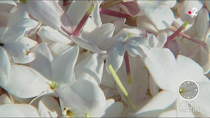 Alpes-Maritimes : au cœur de la récolte du jasmin