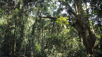 Le parc national de Gombe Stream, en Tanzanie.&nbsp; (MICHEL GUNTHER / BIOSPHOTO / AFP)