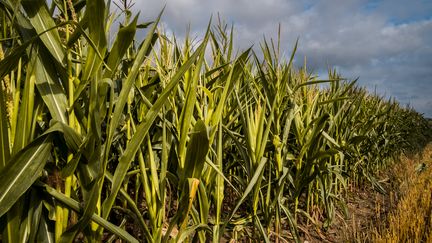 Ces maïs ne font que 40 centimètres de haut, alors qu'à cette époque de l'année, ils devraient atteindre 2 mètres. (JEF.FERNANDEZ / RADIO FRANCE)