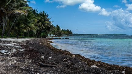 Certaines plages de Guadeloupe sont littéralement noyées sous les sargasses. (MATTHIEU MONDOLONI / RADIO FRANCE)