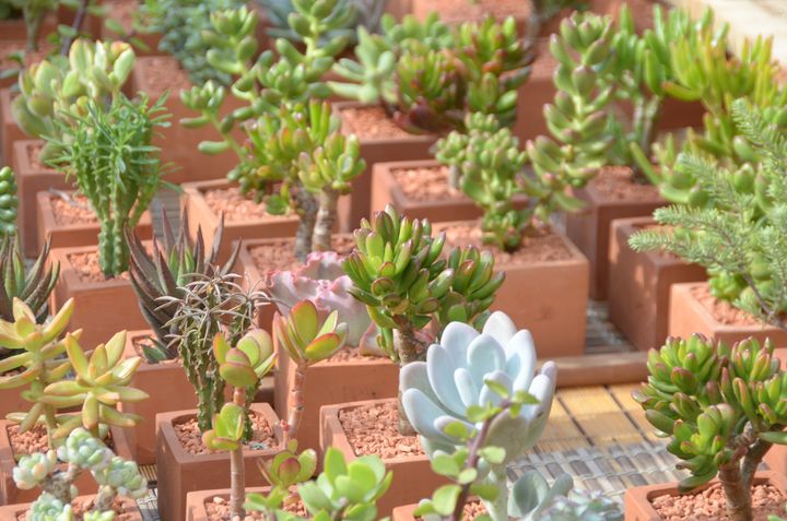 Les succulentes s'arrosent peu (plantes de la pépinière Arrée Succulentes).&nbsp; (ISABELLE MORAND / RADIO FRANCE / FRANCE INFO)