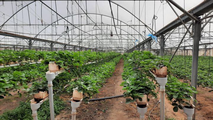 Les&nbsp;fraisiers cultivés hors sol&nbsp;d'Akhran Abou Khoussa (FREDERIC METEZEAU / RADIO FRANCE)