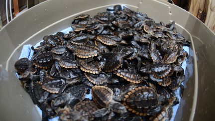 Quelque 620 b&eacute;b&eacute;s tortues ont &eacute;t&eacute; retrouv&eacute;s lors d'une inspection de routine sur une plage de Floride. (PO2 JON-PAUL RIOS / US COAST GUARD / AFP)