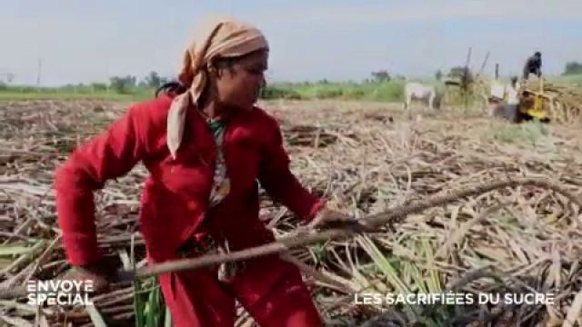 Hystérectomies de masse en Inde : un sacrifice du corps pour affronter le travail de forçat dans les champs de canne à sucre