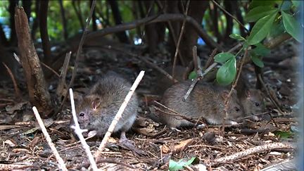 Une brigade bénévole pour éradiquer les rats à Paris