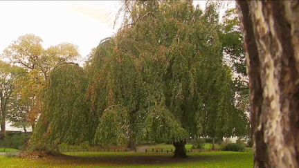 Nord : le hêtre de Cassel, arbre de l’année 2022 ? (France 3)