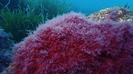 Méditerrannée : l'invasive algue rouge, "preuve conrète du réchauffement", selon Charles-François Boudouresque