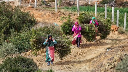 Des femmes berbères transportent des fagots de branches d'olivier dans la montagne du Rif. (CREATIVE TOUCH IMAGING LTD / NURPHOTO)